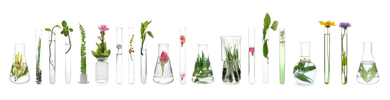 Gröna örter och blommor i provrör av glas