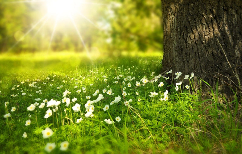 Sollys over en eng med hvide blomster