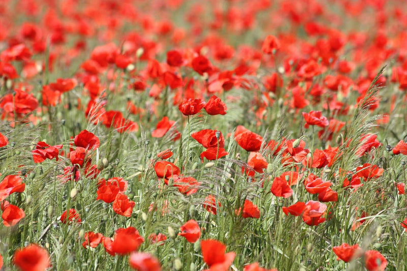 Mark med røde valmuer